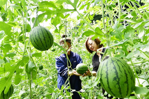 西集鎮(zhèn)九大農(nóng)產(chǎn)品喜獲綠色食品認(rèn)證，農(nóng)業(yè)綠色發(fā)展邁上新臺階
